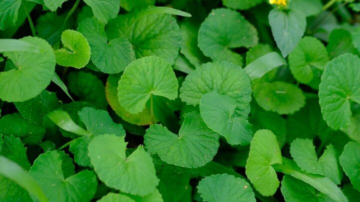 A centella asiática é uma planta com uma longa história de uso na medicina (Imagem: Ika Hilal | Shutterstock)