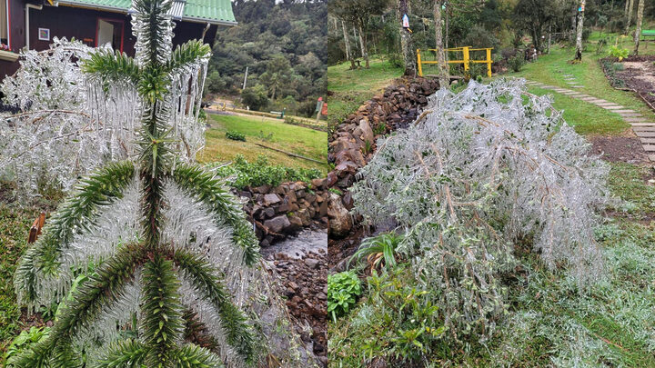 Com sensação térmica de-22°C, cidade mais fria do Brasil amanhece com vegetação congelada