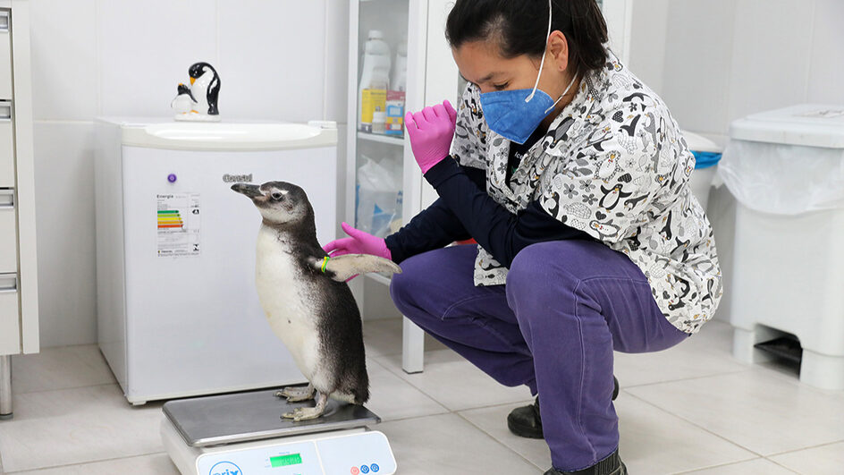 Como é a recuperação dos animais marinhos encontrado nas praias de SC