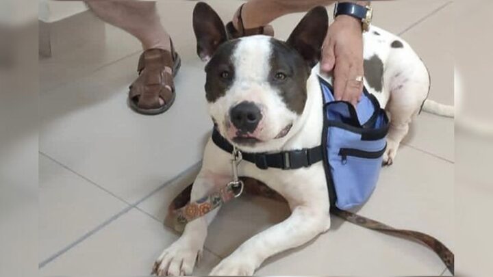 Stiles é famoso na região Oeste do Estado como cão mensageiro.