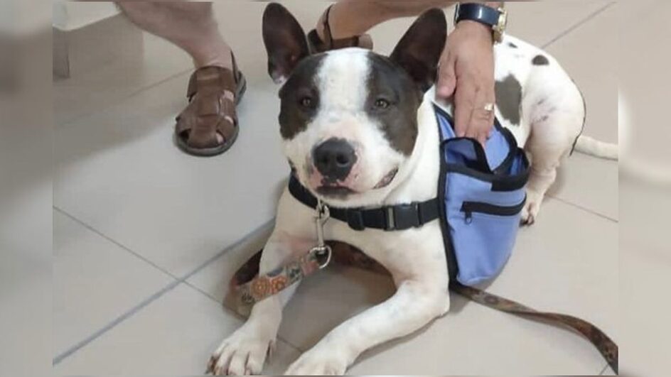 Stiles é famoso na região Oeste do Estado como cão mensageiro.