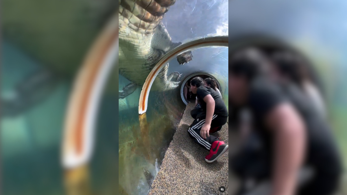 Crocodilo gigante se aproxima das crianças (Foto Divulgação, Redes Sociais)