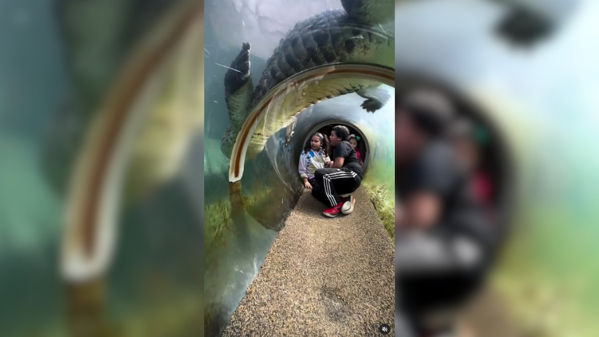 Crocodilo gigante se aproxima das crianças (Foto Divulgação, Redes Sociais)