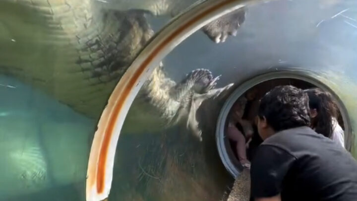 Crocodilo tentando abocanhar as crianças (Foto Divulgação, Redes Sociais)
