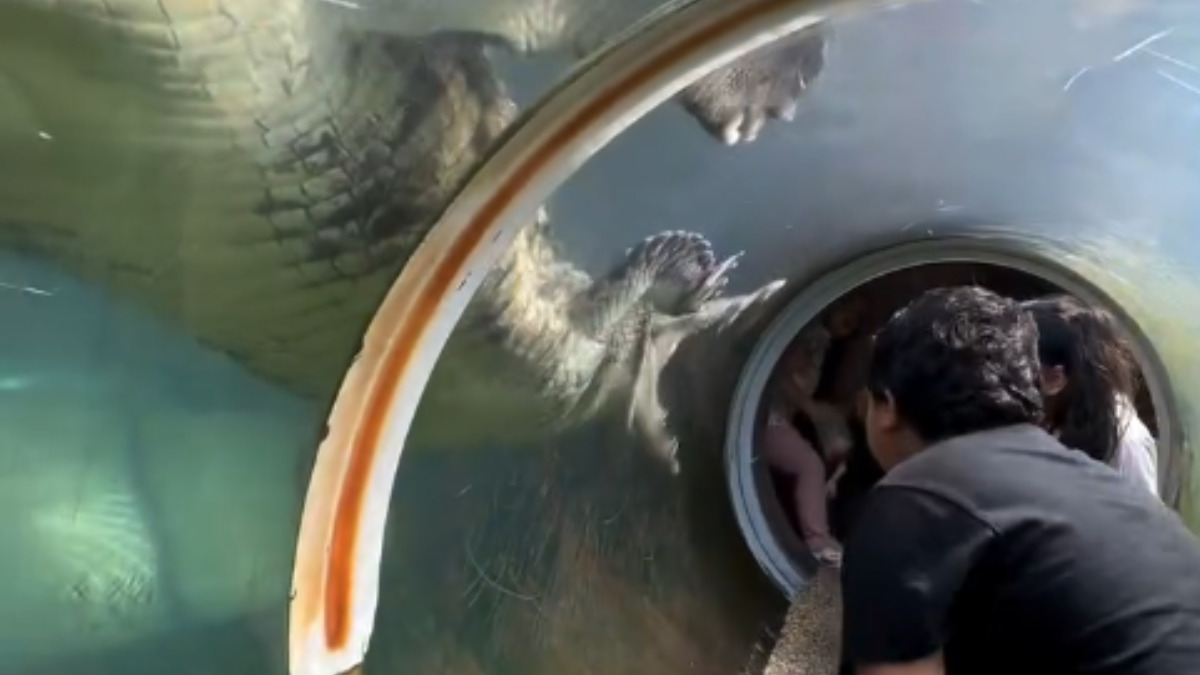 Crocodilo tentando abocanhar as crianças (Foto Divulgação, Redes Sociais)