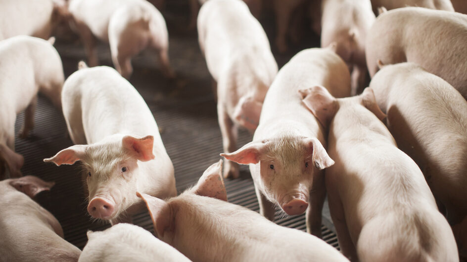 Exportação de carne suína alcança patamar recorde em SC