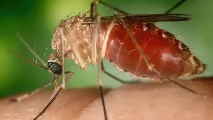 Febre Oropouche pode virar epidemia em SC