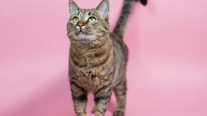 O ronronar dos gatos não representa só felicidade e pode ter diferentes significados (Imagem: Reshetnikov_art | Shutterstock)