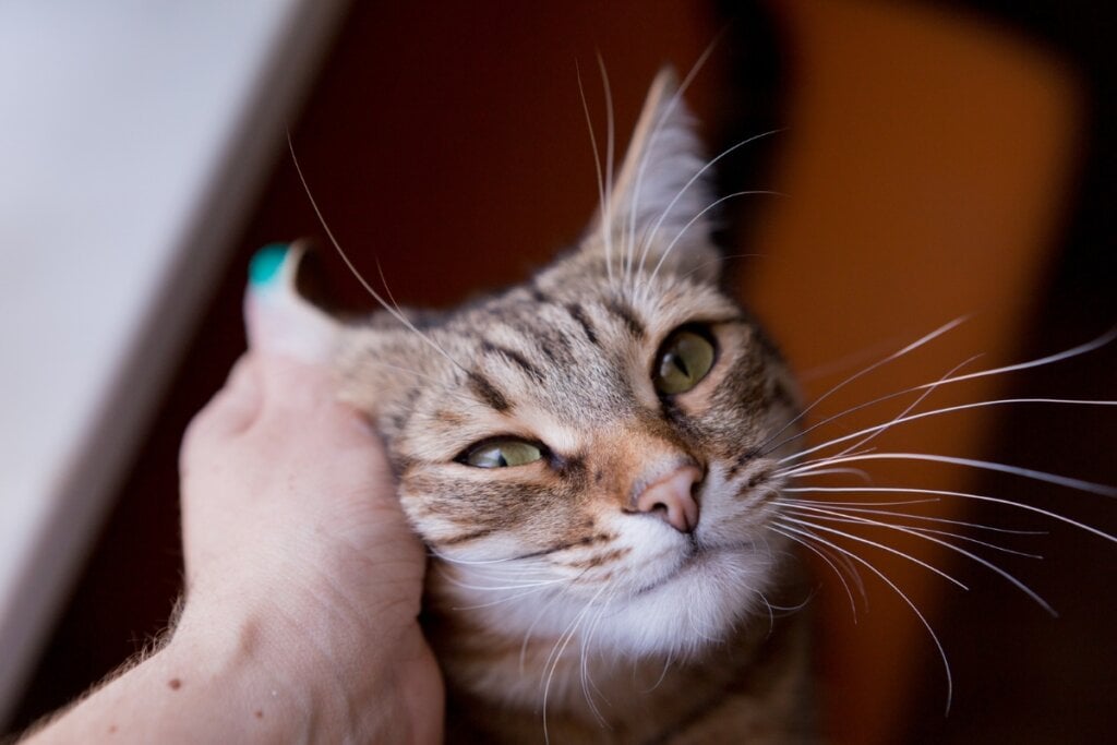 Os gatos também podem ronronar para reduzir o estresse e o medo (Imagem: Svetlana Satsiuk | Shutterstock)