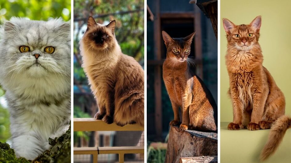 Algumas raças de gatos têm características tão semelhantes que são capazes de confundir até os tutores (Imagem: Jitka Kratochvilova, Ta2ng Ko, Nan Liu e Nynke van Holten | Shutterstock)
