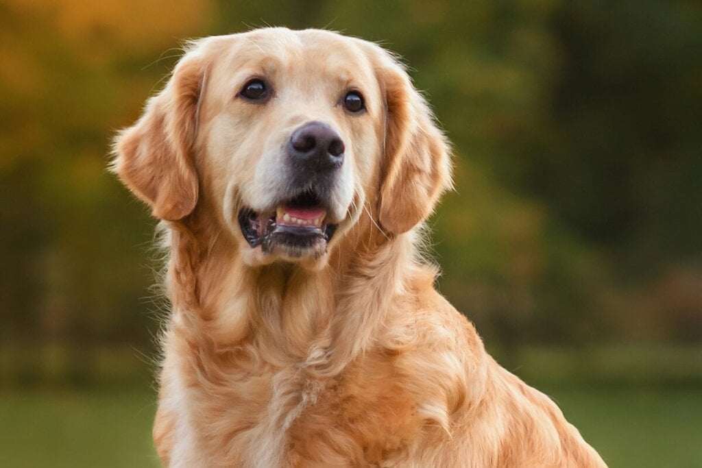 O golden retriever tem uma pelagem dourada, longa e brilhante (Imagem: Nikaletto | Shutterstock)