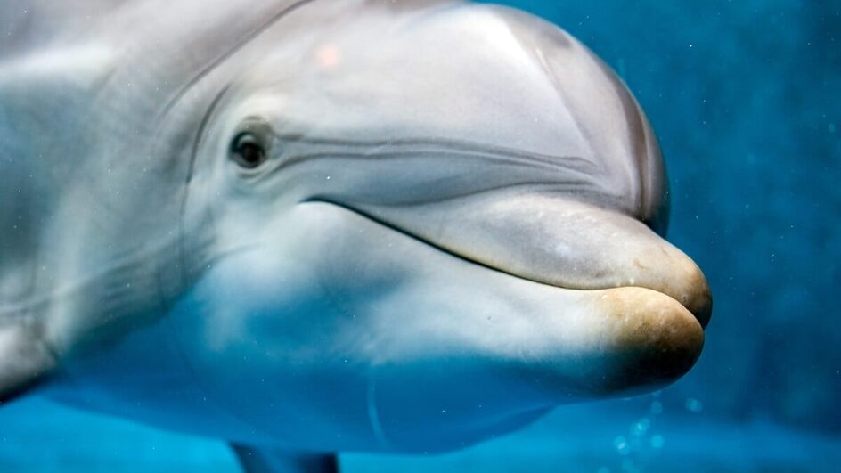 Características físicas e comportamentais dos golfinhos explicam por que eles são tão encantadores (Imagem: Andrea Izzotti | Shutterstock)