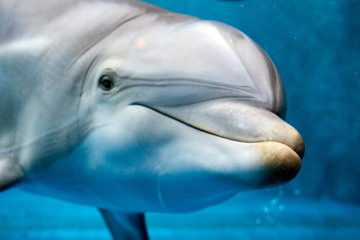 Características físicas e comportamentais dos golfinhos explicam por que eles são tão encantadores (Imagem: Andrea Izzotti | Shutterstock)