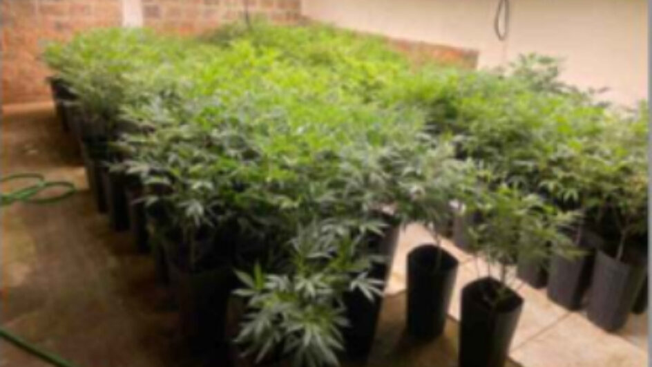 Homem perde casa que usava para cultivo de maconha após decisão da Justiça em SC