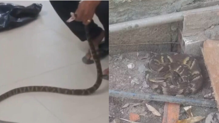 Homem que levou cobra à UPA conta que já capturou mais de 350 serpentes com as mãos