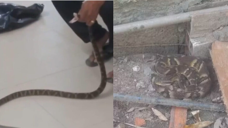 Homem que levou cobra à UPA conta que já capturou mais de 350 serpentes com as mãos