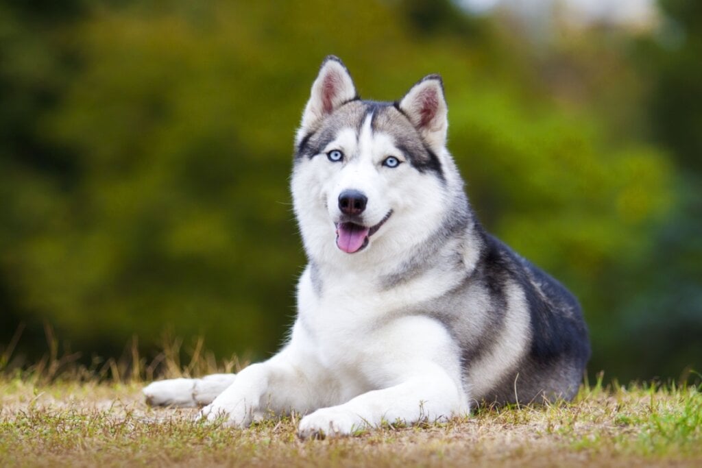 O olho azul e a aparência semelhante a de um lobo conferem um toque especial à aparência do husky siberiano (Imagem: Sbolotova | Shutterstock)