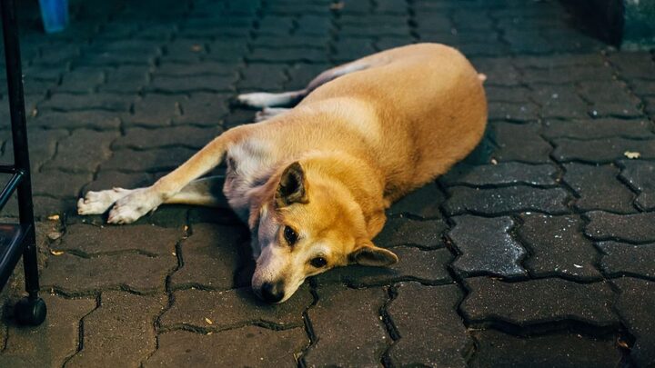 Matar cachorro teria sido o crime cometido por um idoso de 70 anos no Sul de SC.