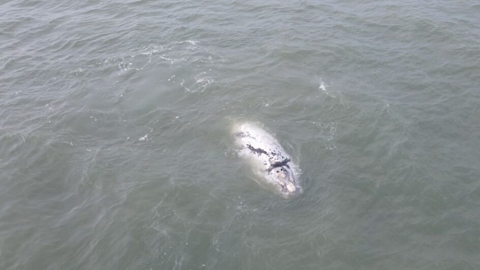 Filhote de baleia semi-albino surpreende no mar de SC.