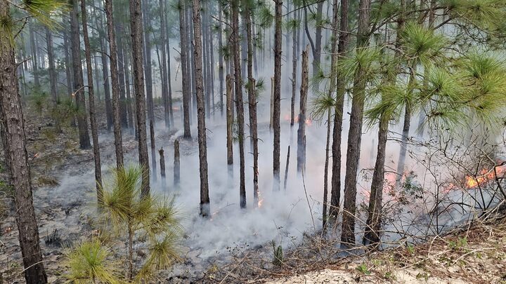 Incêndio atinge Parque Estadual do Rio Vermelho, em Florianópolis