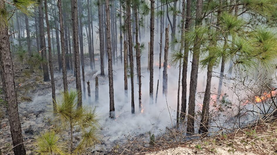 Incêndio atinge Parque Estadual do Rio Vermelho, em Florianópolis