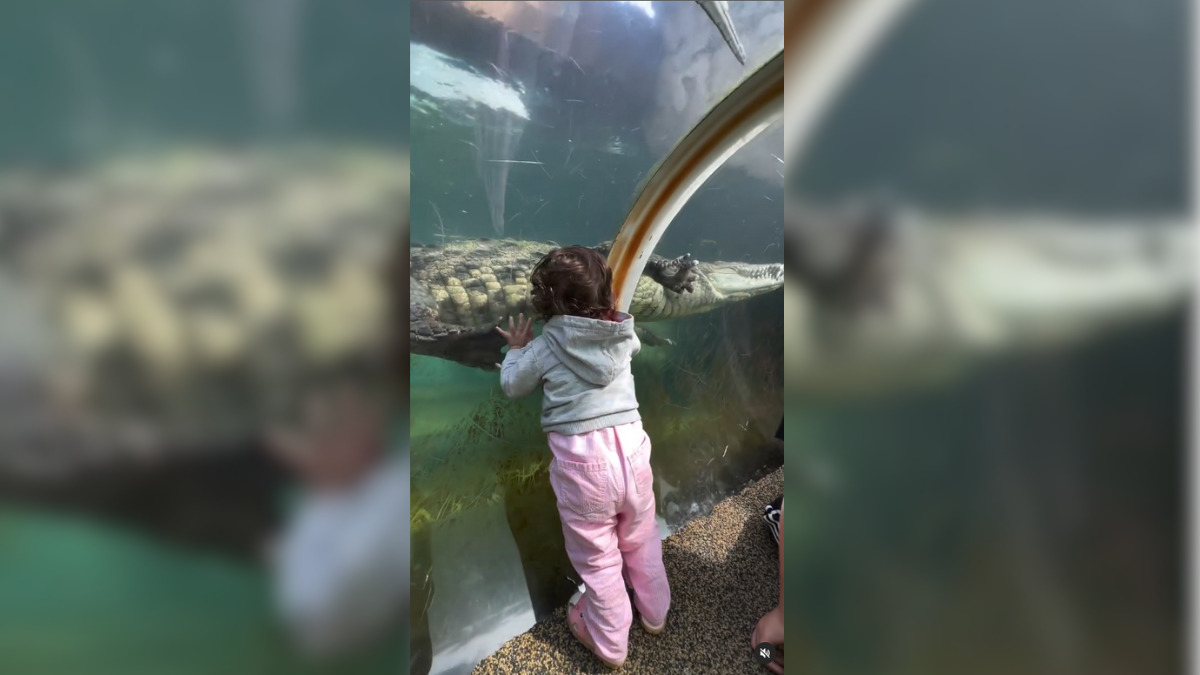 Menina se aproxima do crocodilo gigante (Foto Divulgação, Redes Sociais) (1)