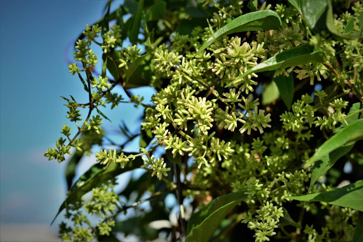 O guaco é uma planta medicinal de origem sul-americana e tem diversos benefícios para a saúde (Imagem: NANCY AYUMI KUNIHIRO | Shutterstock)