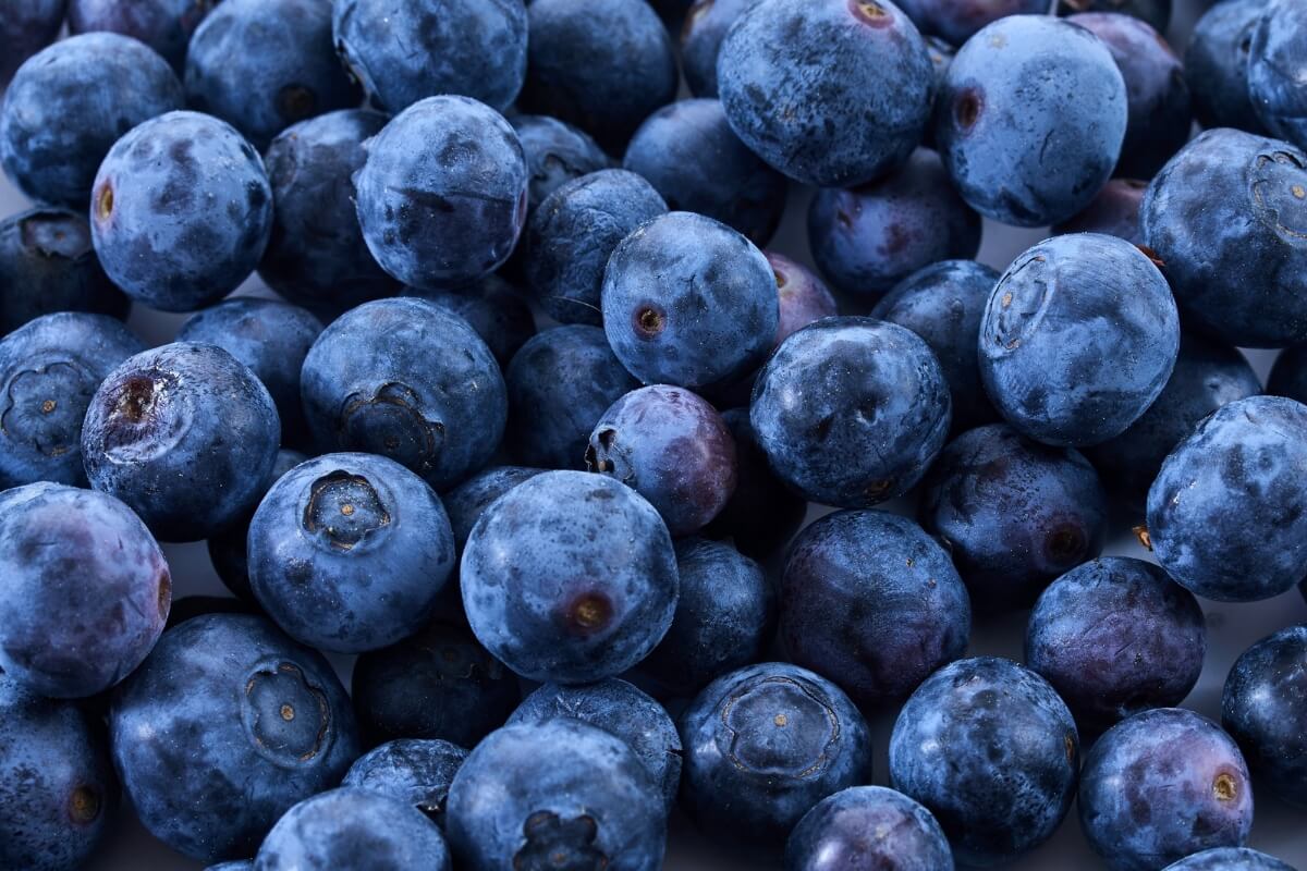 O mirtilo contém diversas nutrientes que beneficiam a saúde geral do corpo (Imagem: vetre | Shutterstock)