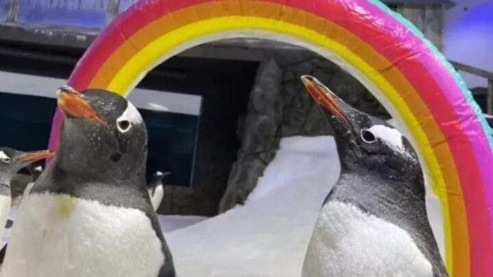 Morre famoso “pinguim gay” que cativou o mundo com história de amor
