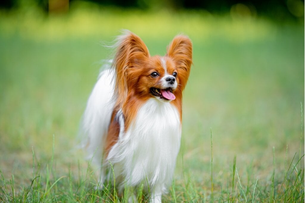 A pelagem longa e sedosa faz do papillon um dos cães mais delicados (Imagem: Mariya Kuzema | Shutterstock)