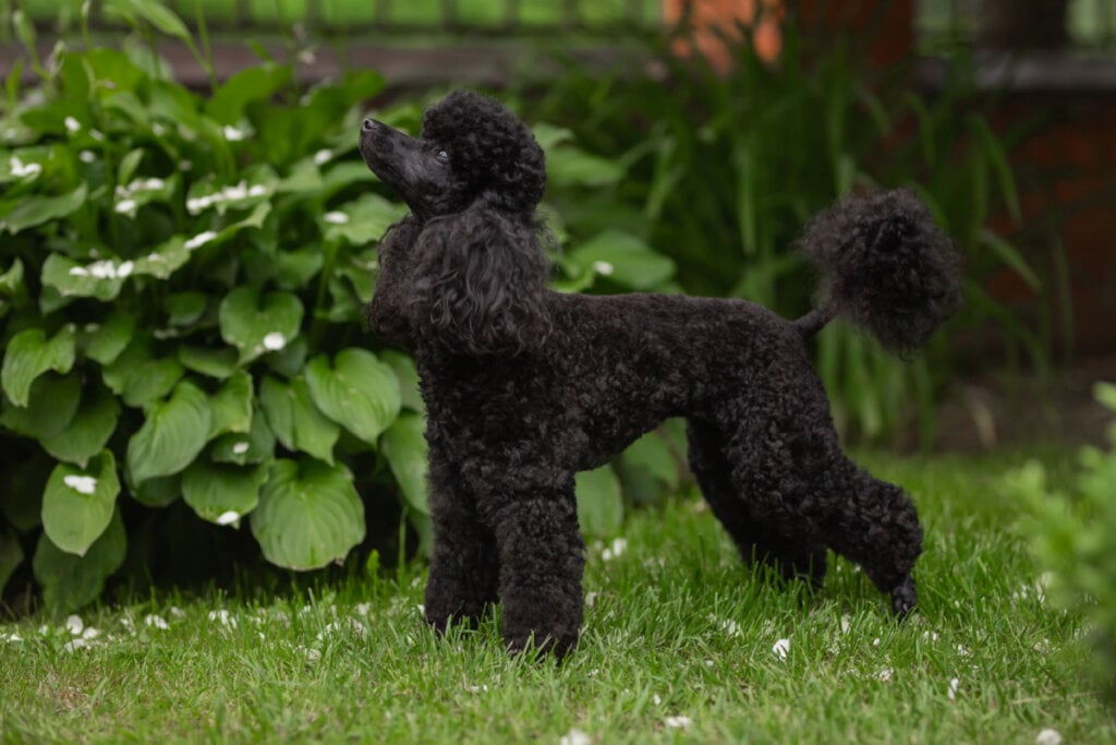 O poodle é reconhecido pela pelagem encaracolada e densa (Imagem: OLESYA BOLTENKOVA | Shutterstock)