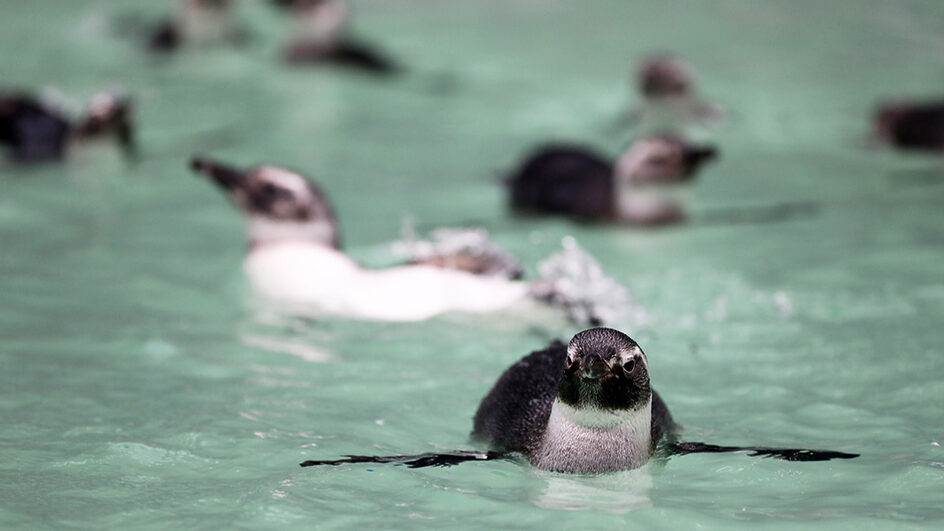 Quase 2 mil pinguins são registrados em Florianópolis durante a temporada de 2024 