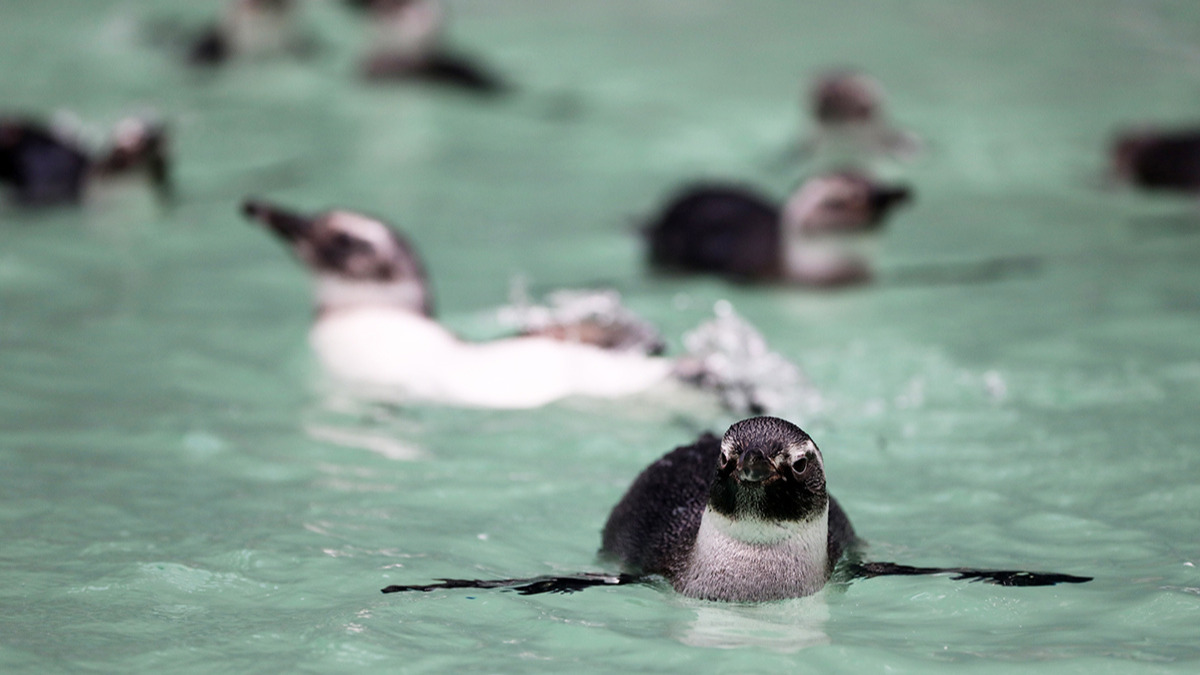 Quase 2 mil pinguins são registrados em Florianópolis durante a temporada de 2024 