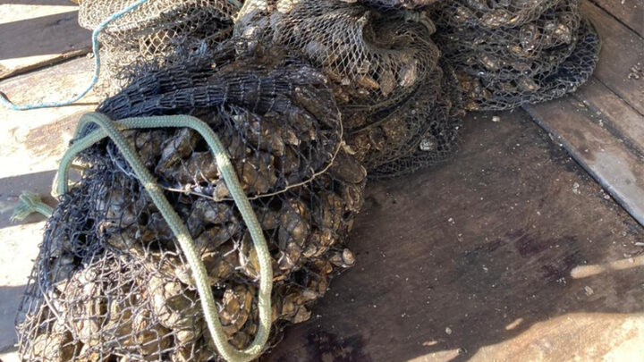 Suspensão de comércio e consumo de moluscos bivalves é mantida em SC