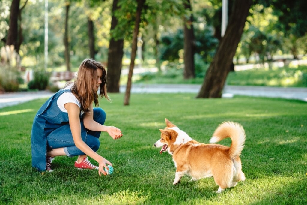 Os passeios s&atilde;o uma excelente forma de refor&ccedil;ar o treinamento de obedi&ecirc;ncia (Imagem: Hrecheniuk Oleksii | Shutterstock)
