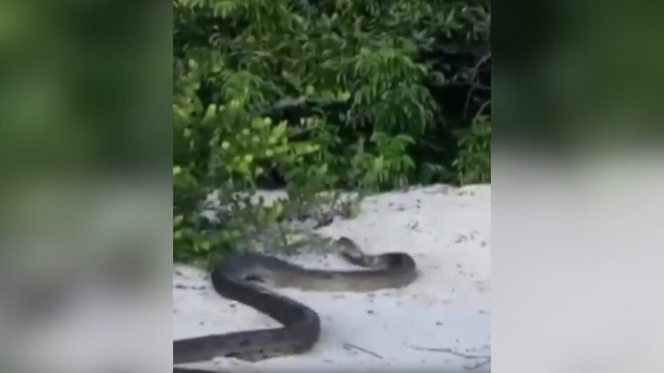 VÍDEO Sucuri de seis metros é avistada passeando na praia e assusta banhistas (1)