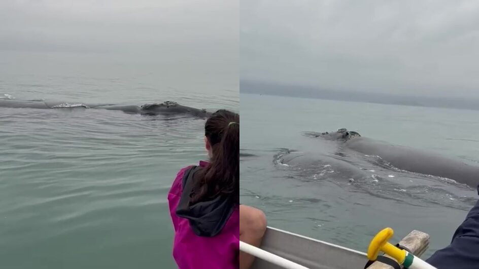 Alunos de canoagem flagram baleias durante treino em praia de Florianópolis