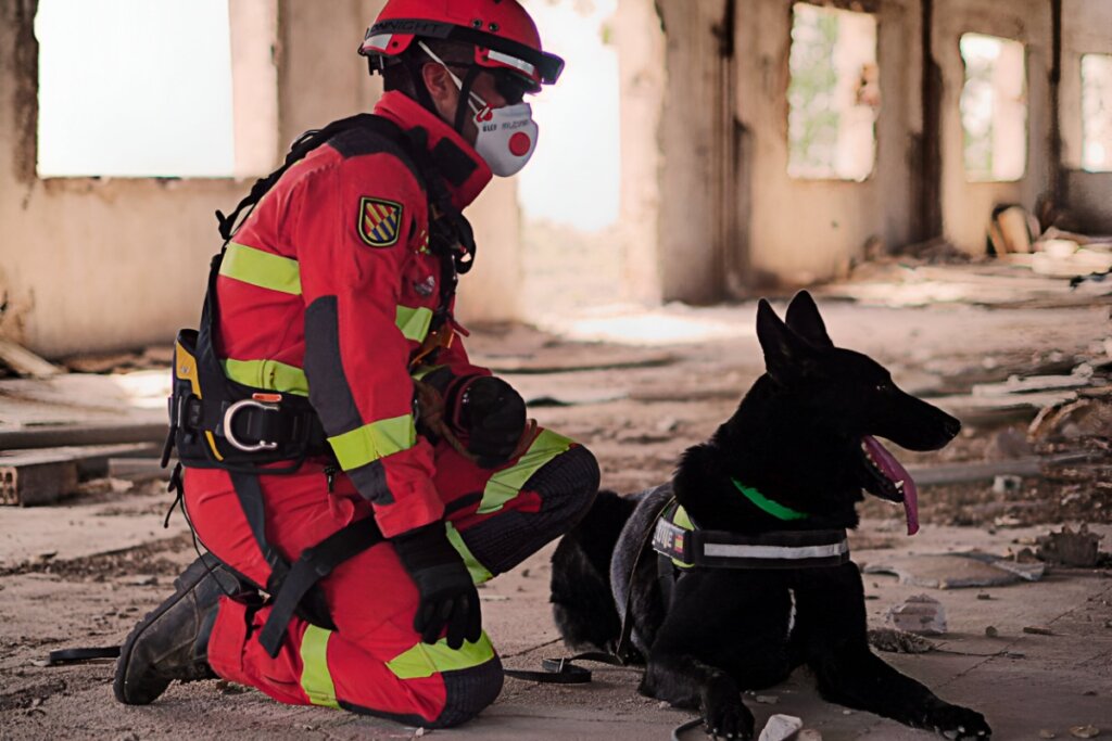 Cachorros podem ajudar no resgate de pessoas após desastres (Imagem: Raquel R Garcia | Shutterstock)
