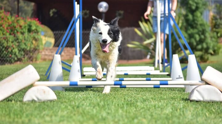 Existem esportes que são praticados por cachorros (Imagem: Marcel Blanc | Shutterstock)