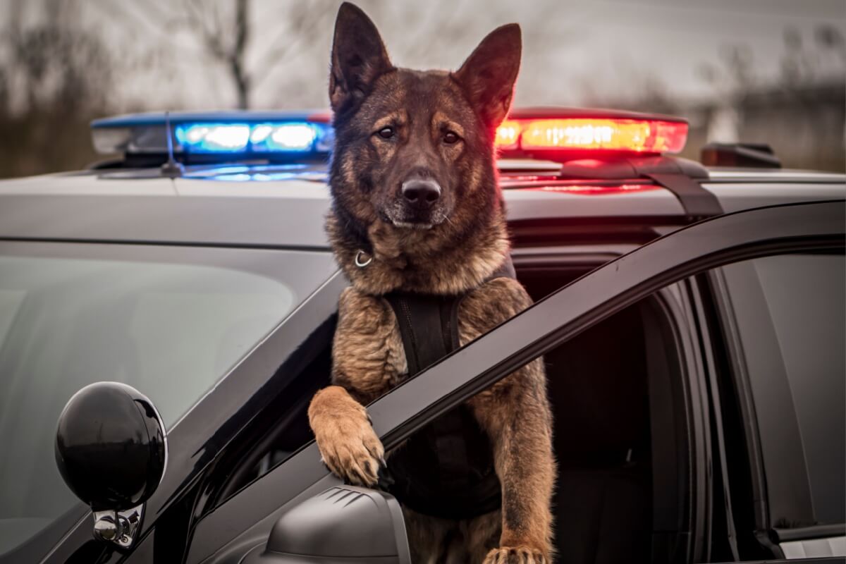Além de companheiros, os cachorros realizam trabalhos importantes para a sociedade (Imagem: K9 and photography | Shutterstock)
