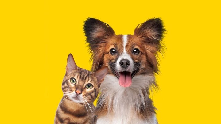 O transtorno de ansiedade em cães e gatos pode ter diversas causas e sintomas, exigindo identificação e tratamento especializado (Imagem: E LLL | Shutterstock)