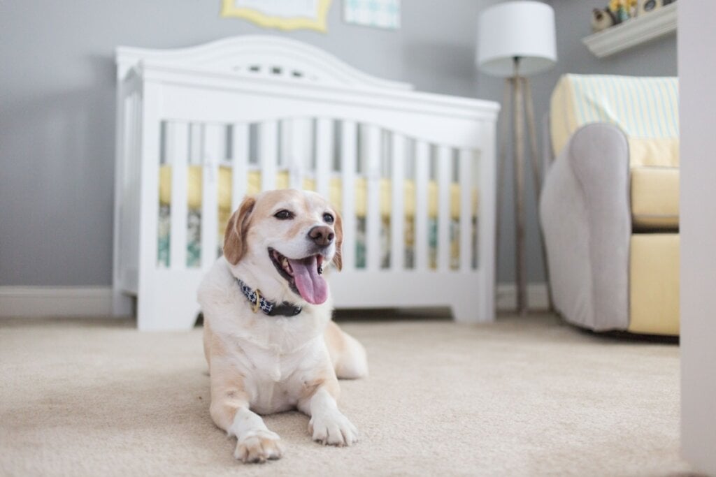 Permita que o cachorro explore os itens do bebê para se familiarizar (Imagem: Tara Lynn and Co | Shutterstock)