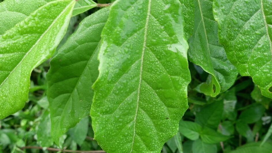 A erva-de-bugre atua como antioxidante e anti-inflamatório natural (Imagem: Kida_andesta | Shutterstock)