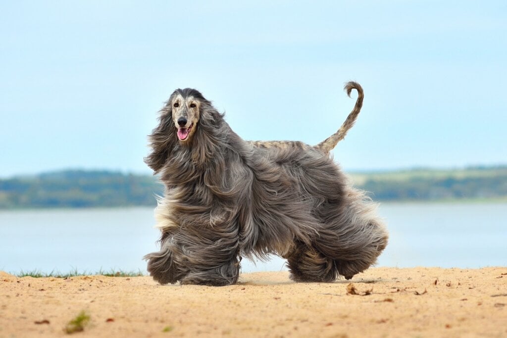 As orelhas caídas e longas, somadas ao corpo magro e elegante, fazem do galgo afegão uma das raças mais bonitas (Imagem: Natallia Yaumenenka | Shutterstock)