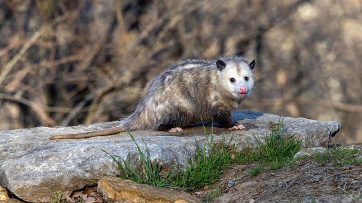 Os gambás são seres com características e comportamentos interessantes (Imagem: Bert B Wildlife Photos | Shutterstock)