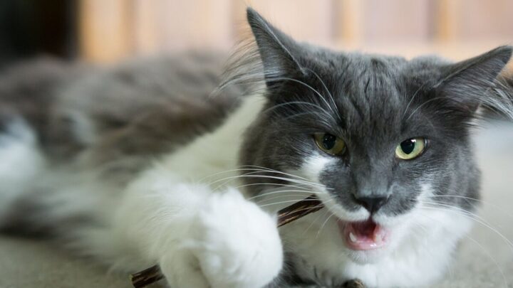O matatabi ajuda a melhorar a saúde física e mental do gato (Imagem: Abigail Crawford | Shutterstock)