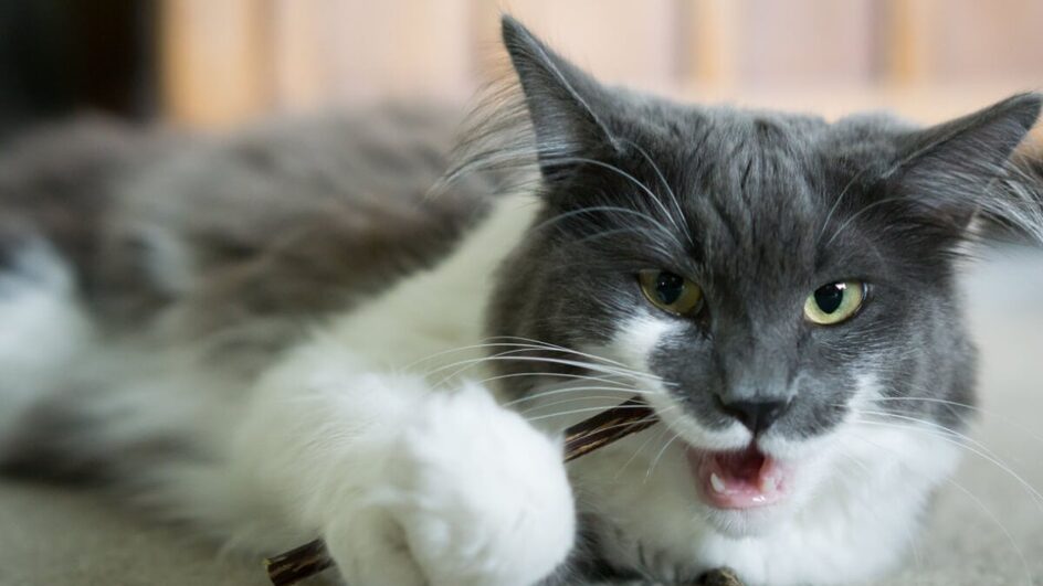 O matatabi ajuda a melhorar a saúde física e mental do gato (Imagem: Abigail Crawford | Shutterstock)