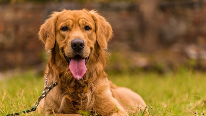 Algumas raças de cachorro se destacam pela beleza (Imagem: neelsky | Shutterstock)