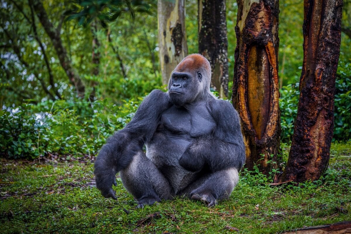 O gorila é considerado maior primata do mundo (Imagem: LuisIrizarry | Shutterstock)