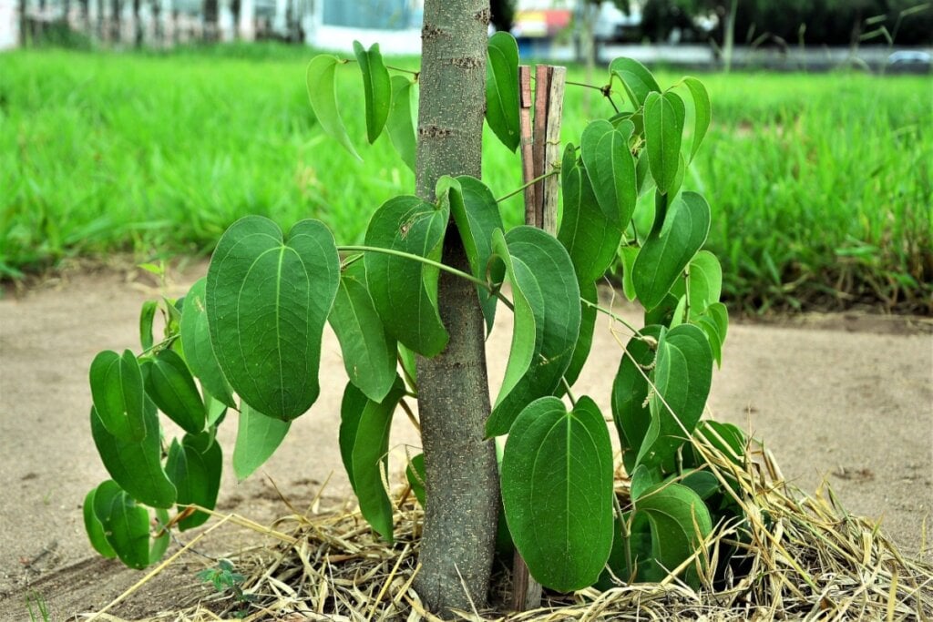 O guaco tem propriedades antimicrobianas e anti-inflamat&oacute;rias que ajudam em diversas quest&otilde;es do nosso organismo (Imagem: NANCY AYUMI KUNIHIRO | Shutterstock)